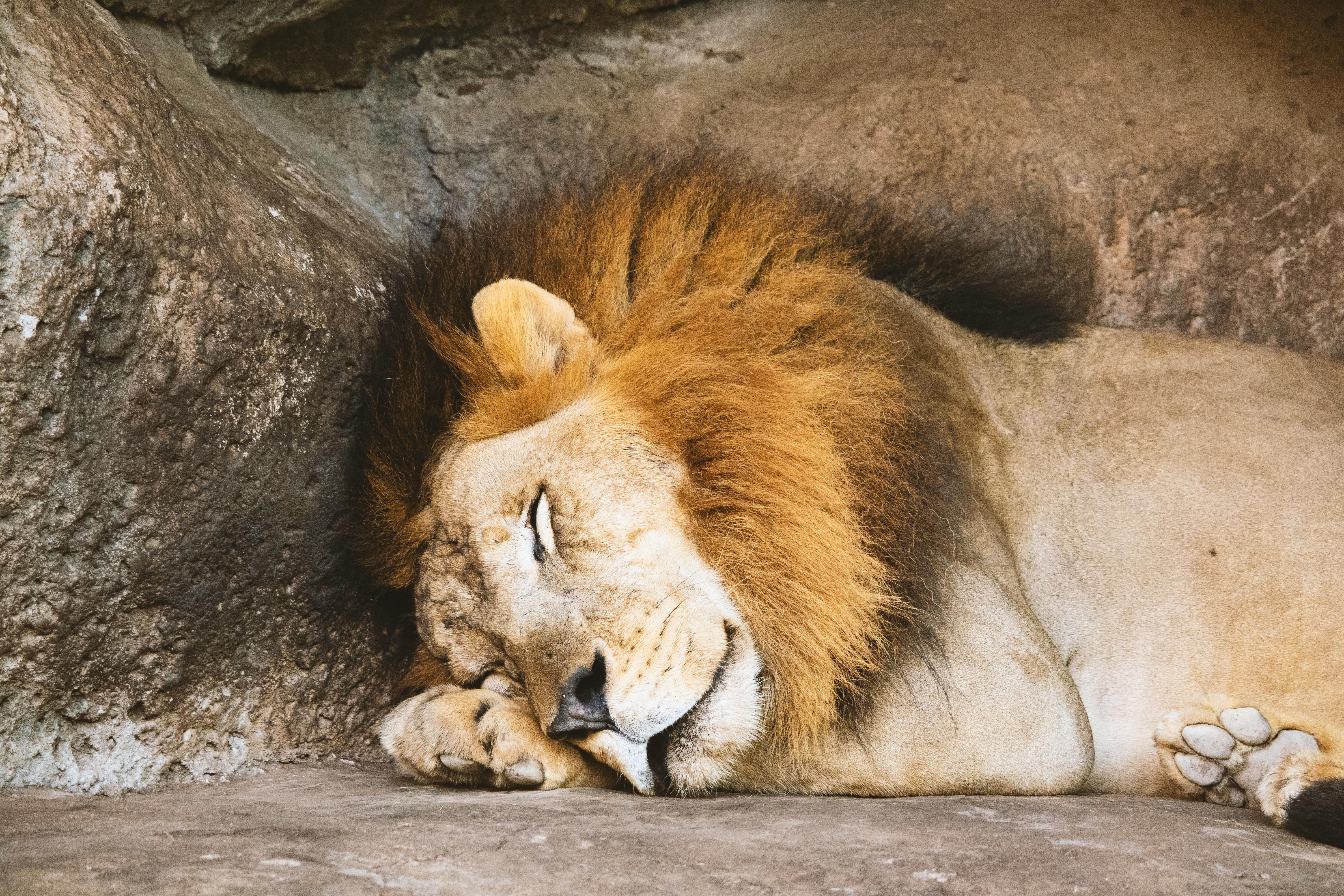 Cuál animal eres según tu manera de dormir - Colchones La Coruña Costa Rica